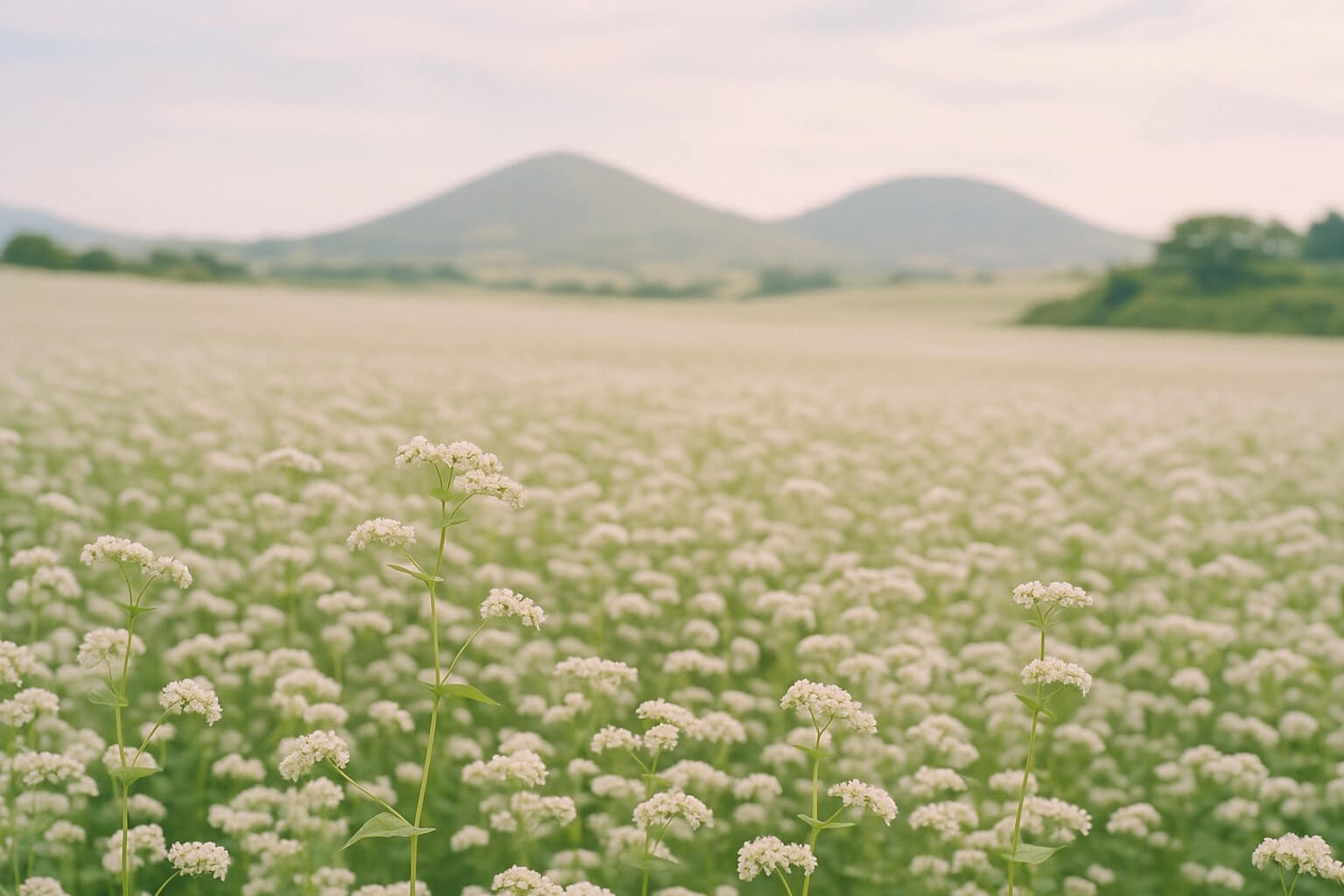 Dreamy white buckwheat flower fields on Jeju Island - Jeju Flower inspiration