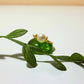 Natural freshwater pearl dainty ring in gold wire wrap on white background with leaf detail styling, handmade Sri Lankan pearl jewelry for purity, wisdom, and calming energy