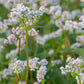 Beautiful white buckwheat flower field on Jeju Island, the natural inspiration behind the Jeju Flower Bracelet design, showcasing Korean landscape and pure love symbolism from K-drama culture