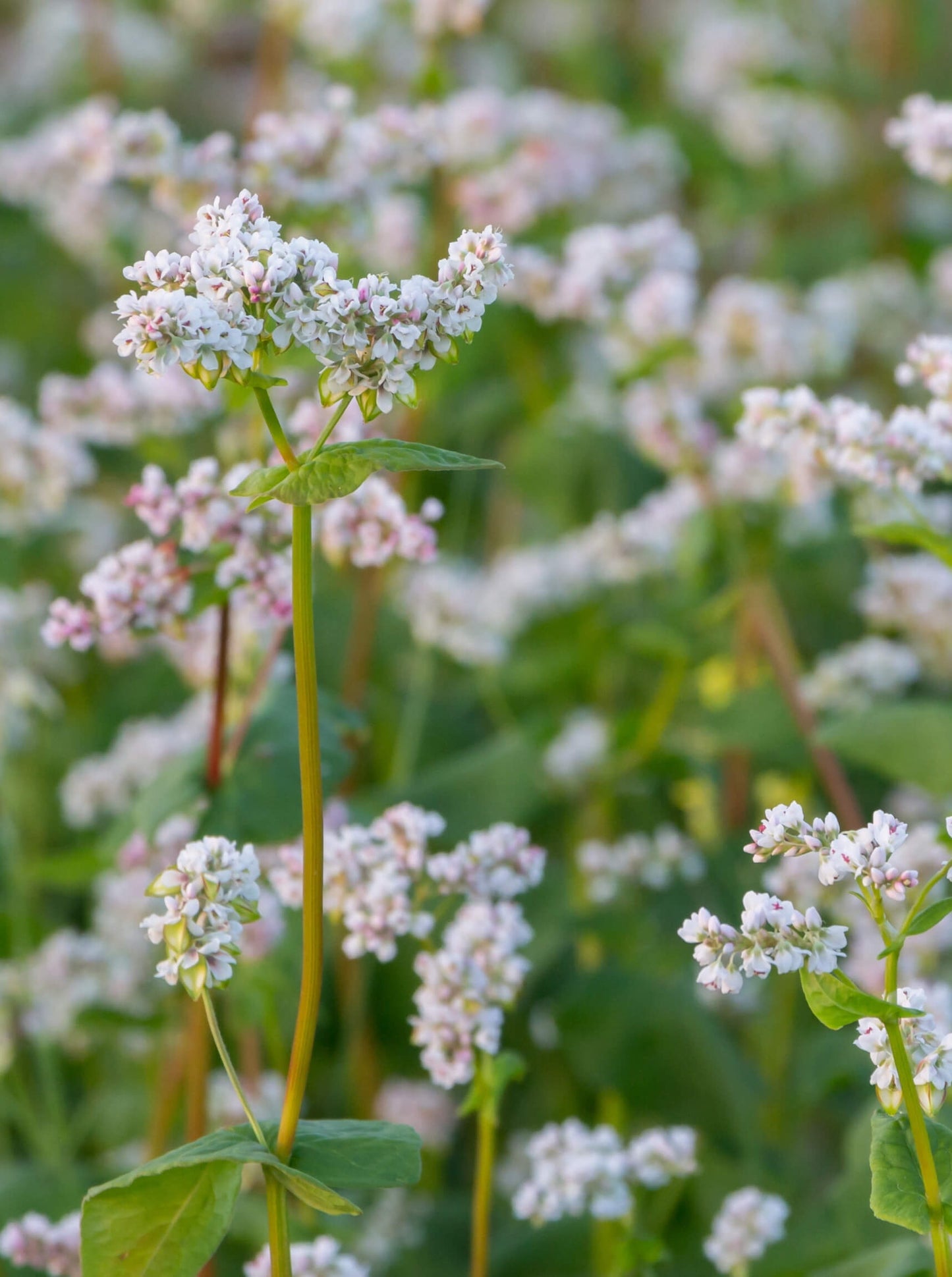 Beautiful white buckwheat flower field on Jeju Island, the natural inspiration behind the Jeju Flower Bracelet design, showcasing Korean landscape and pure love symbolism from K-drama culture