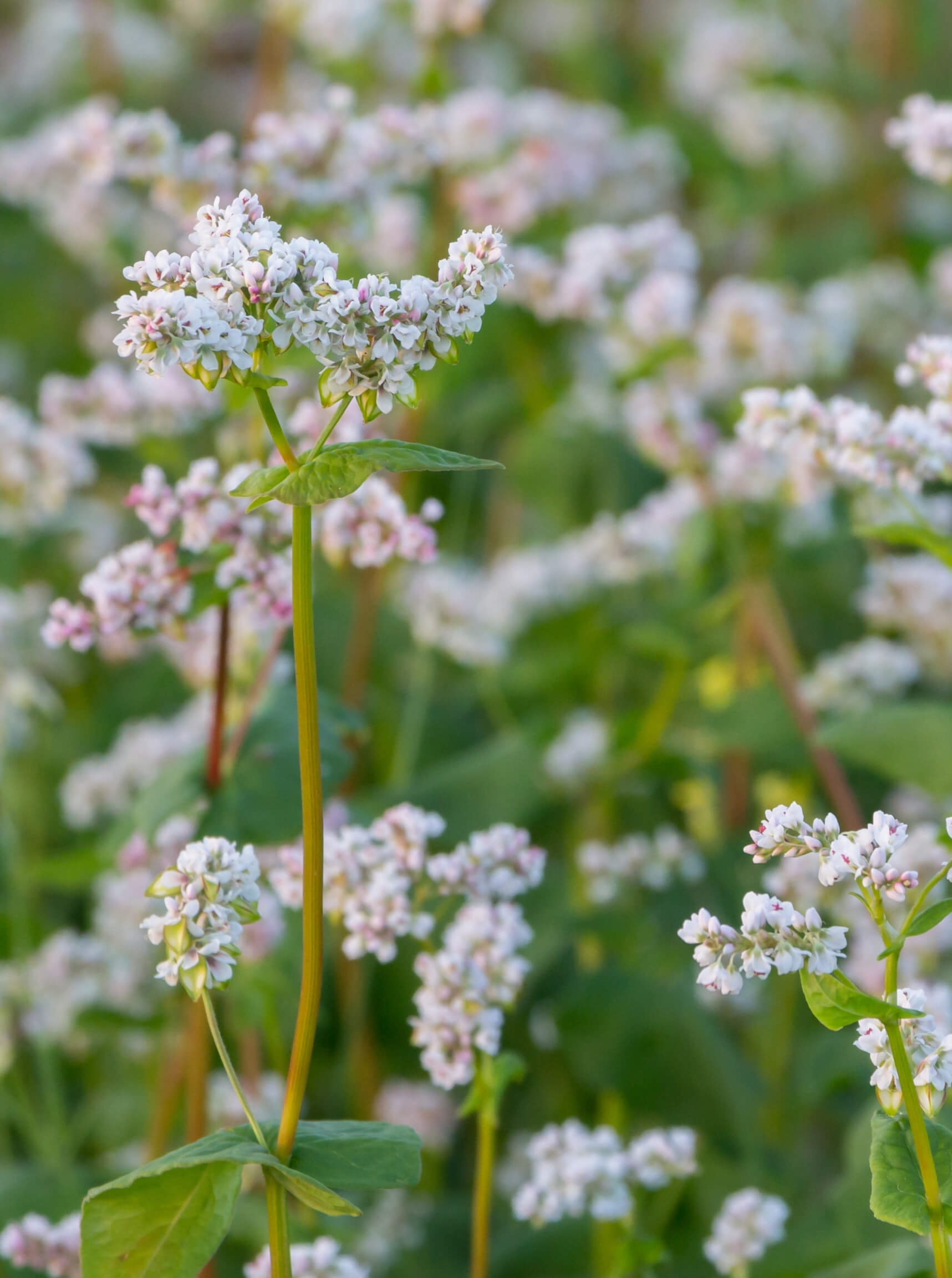 Beautiful white buckwheat flower field on Jeju Island, the natural inspiration behind the Jeju Flower Bracelet design, showcasing Korean landscape and pure love symbolism from K-drama culture