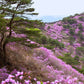 Goryeosan mountain inspiration photo for Mount Goryeo bracelet design, Korean mountain landscape that inspired handmade Sri Lankan wire wrapped crystal jewelry collection